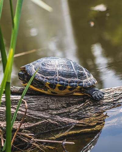 sea life black turtle reptile